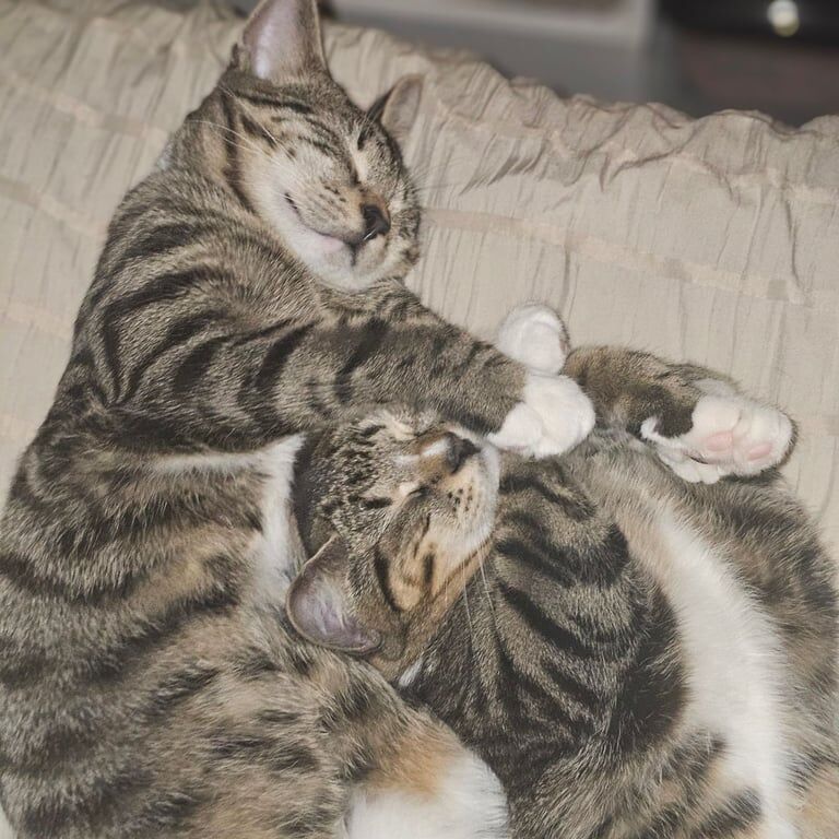 British Shorthair kittens for sale in Stranraer, Wigtown – 11 months old