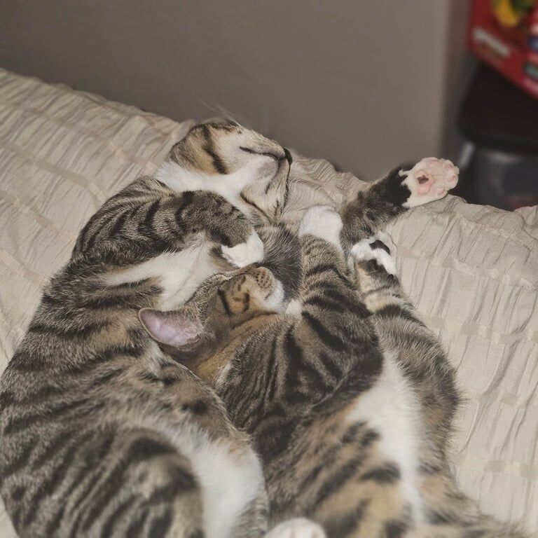 British Shorthair kittens for sale in Stranraer, Wigtown – 11 months old - Image 2 of 3
