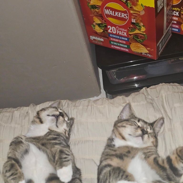 British Shorthair kittens for sale in Stranraer, Wigtown – 11 months old - Image 3 of 3