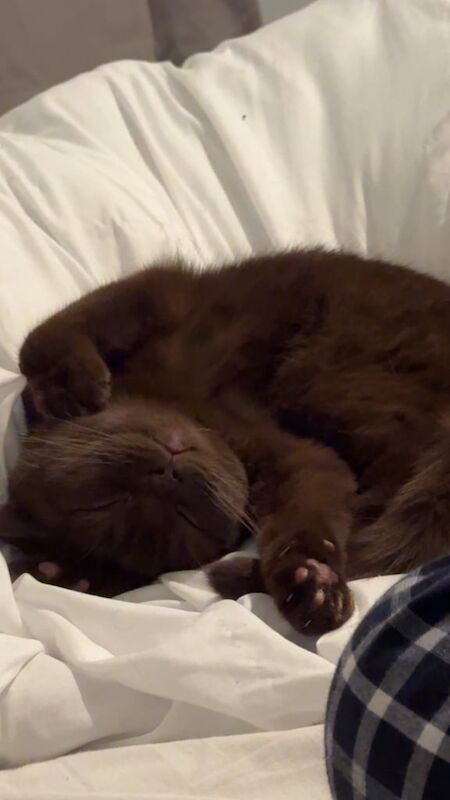 British Shorthair kittens for sale in Coventry, West Midlands – 2 years old - Image 2 of 3