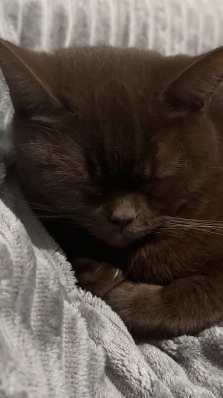 British Shorthair kittens for sale in Coventry, West Midlands – 2 years old - Image 3 of 3