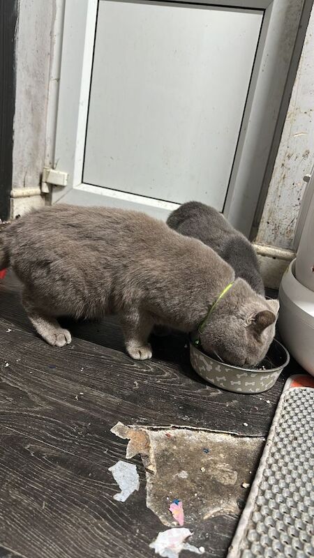 British Shorthair kittens for sale in Leicester, Leicestershire – 1 year old