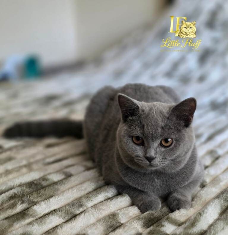 Bsh blue kittens - Image 2 of 3