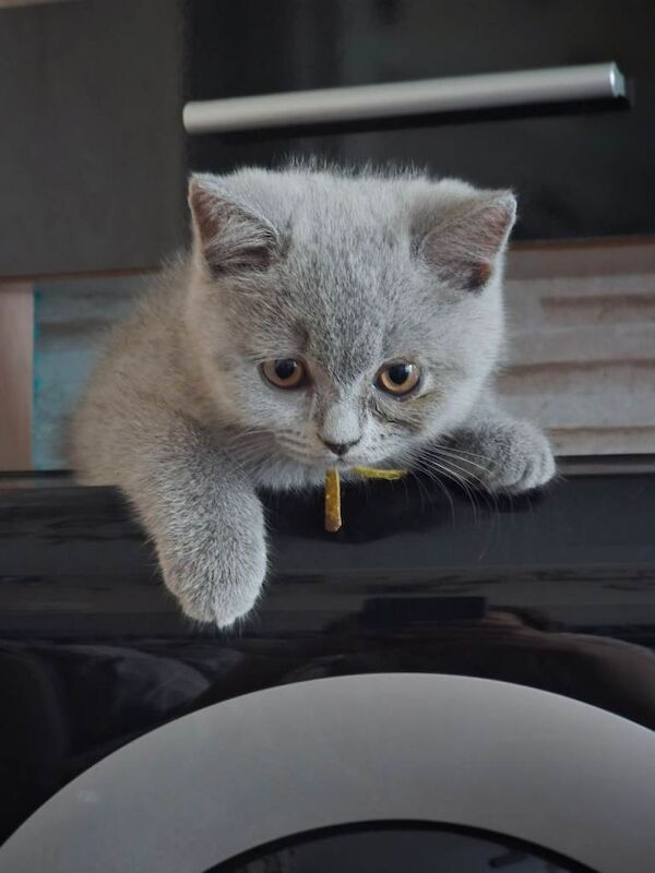 Bsh blue kittens - Image 3 of 3