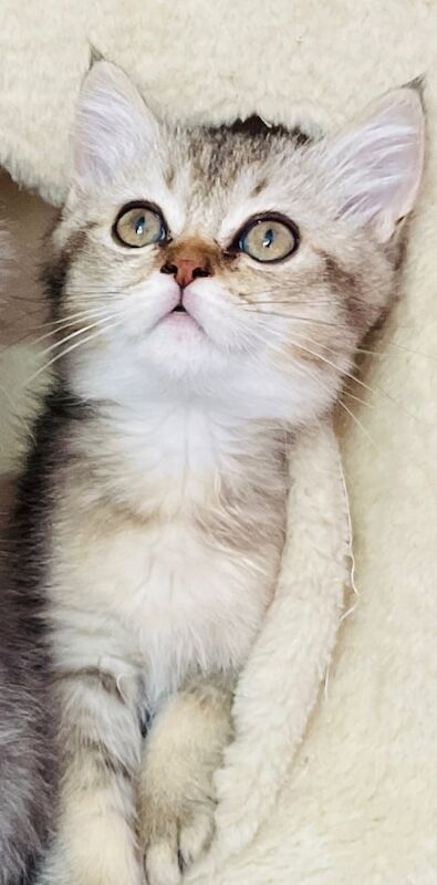 British Shorthair kittens for sale in Derby, Derbyshire – 12 weeks old - Image 3 of 3