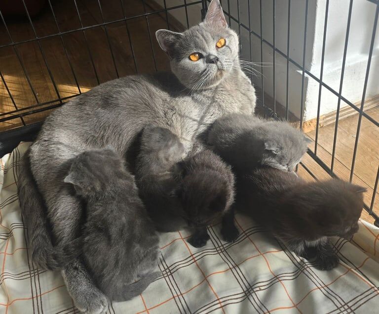 British Shorthair kittens for sale in Wantage, Oxfordshire – 7 weeks old