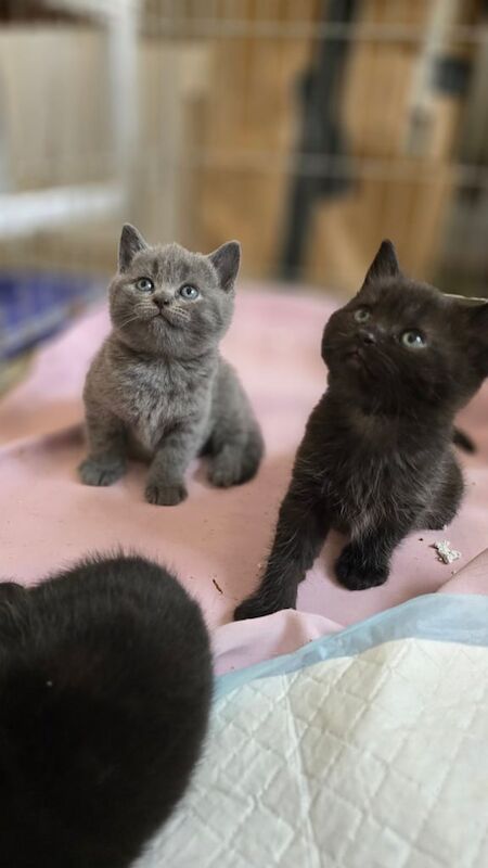 British Shorthair kittens for sale in Wantage, Oxfordshire – 7 weeks old - Image 2 of 3