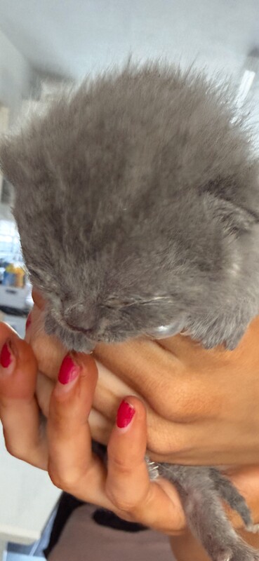 Bsh chunky purebred kittens stunning - Image 2 of 5