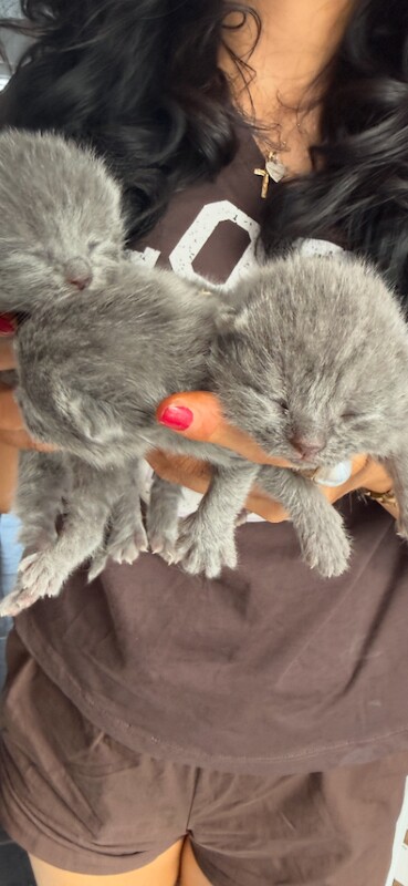 Bsh chunky purebred kittens stunning - Image 3 of 5
