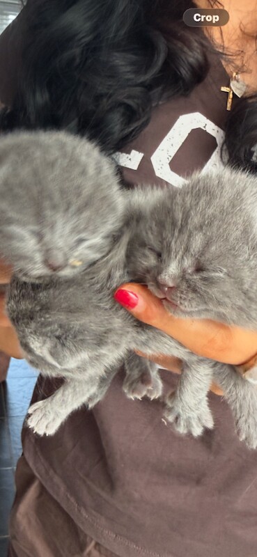 Bsh chunky purebred kittens stunning - Image 4 of 5