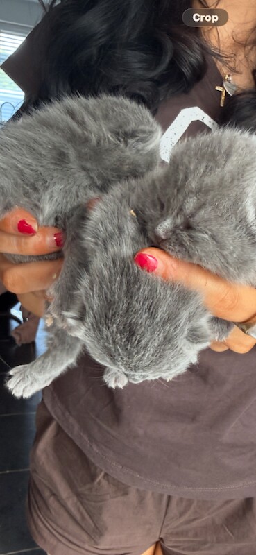 Bsh chunky purebred kittens stunning - Image 5 of 5