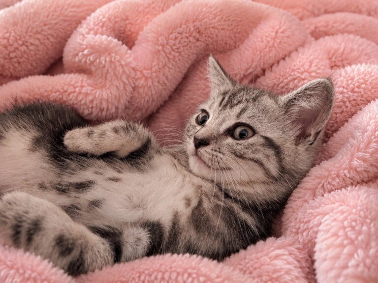 British Shorthair Kittens For Sale