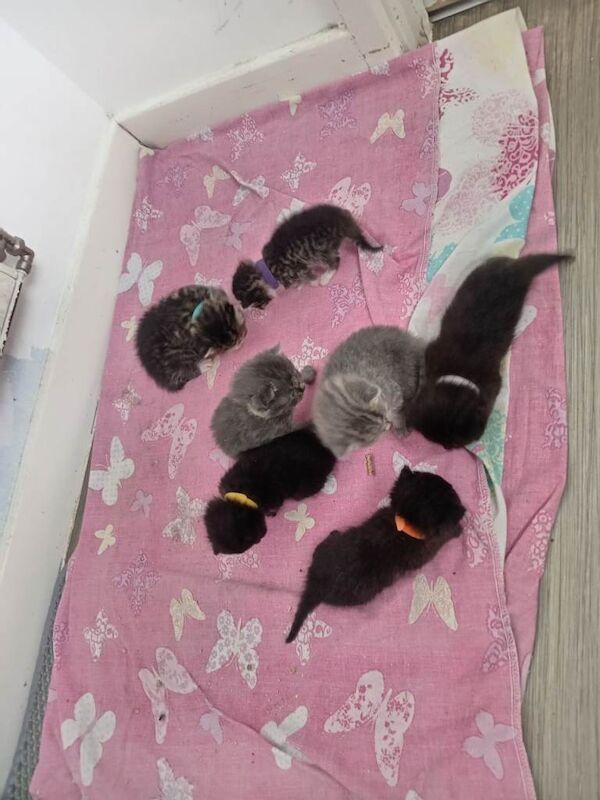 Bsh cross kittens