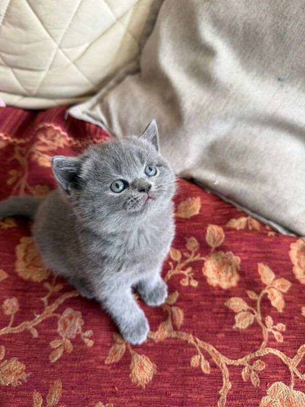 Bsh girl looking for a loving home - Image 2 of 5