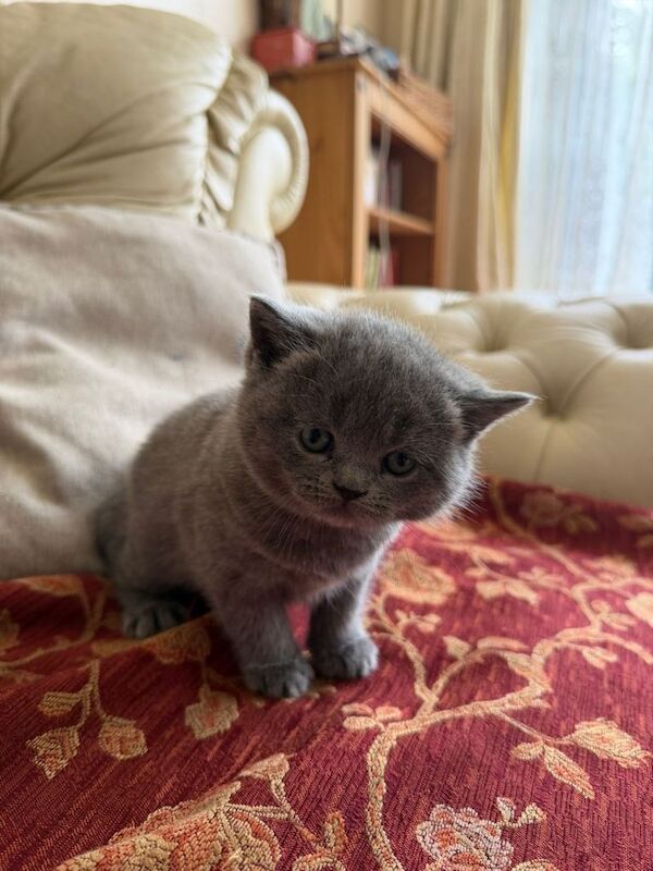 Bsh girl looking for a loving home - Image 3 of 5