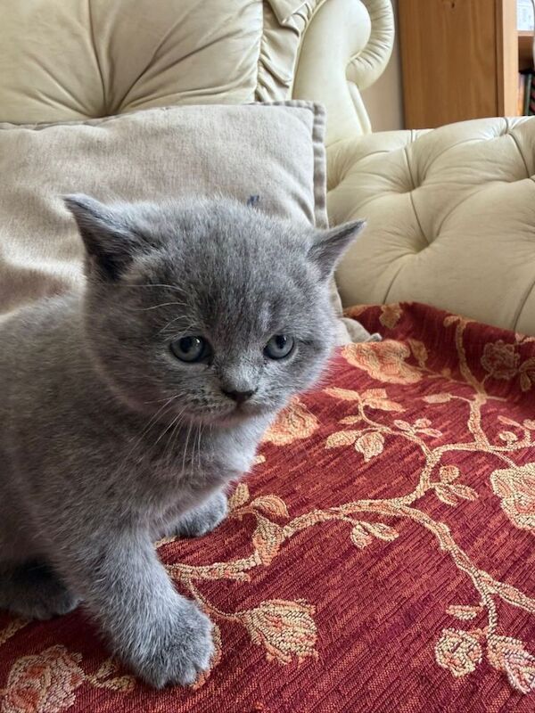 Bsh girl looking for a loving home - Image 4 of 5