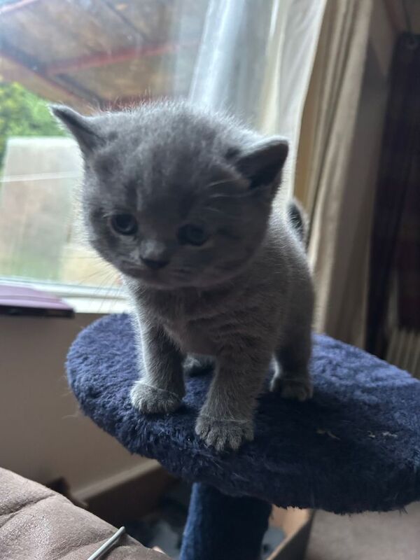 Bsh girl looking for a loving home - Image 5 of 5