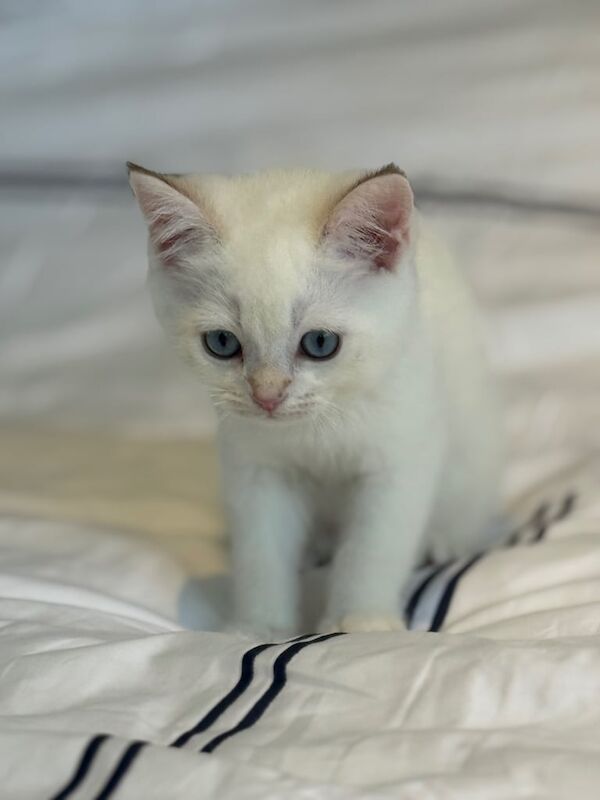 British Shorthair kittens for sale in Hammersmith, Greater London – 12 weeks old - Image 2 of 3