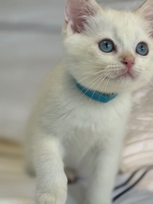 British Shorthair kittens for sale in Hammersmith, Greater London – 12 weeks old - Image 3 of 3