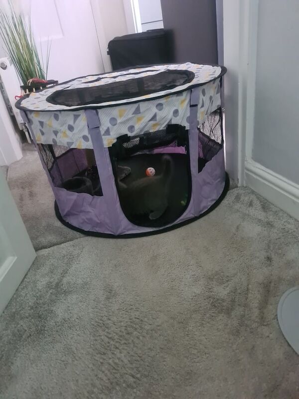 BSH Grey Kitten for sale in Hitchin, Hertfordshire