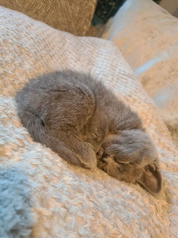 BSH Grey Kitten for sale in Hitchin, Hertfordshire | Image 3