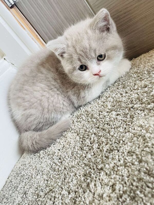 British Shorthair kittens for sale in Alum Rock, West Midlands – 3 months old