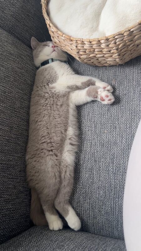 British Shorthair kittens for sale in Alum Rock, West Midlands – 3 months old - Image 2 of 3