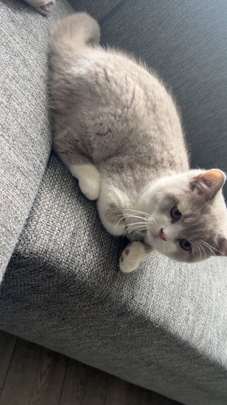 British Shorthair kittens for sale in Alum Rock, West Midlands – 3 months old - Image 3 of 3