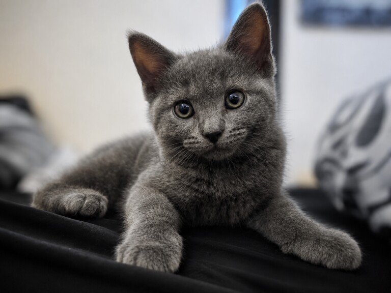 BSH kitten