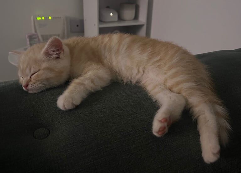BSH kitten female for sale in Kingston upon Hull, East Riding of Yorkshire