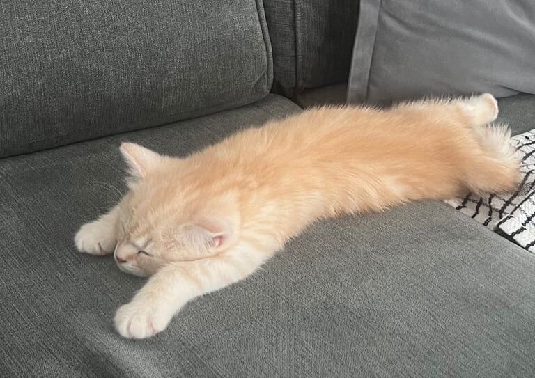 British Shorthair kittens for sale in Kingston upon Hull, East Riding of Yorkshire – 9 months old - Image 2 of 3