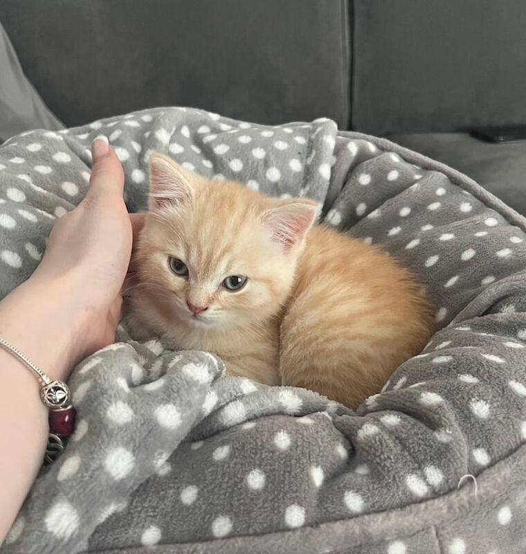 British Shorthair kittens for sale in Kingston upon Hull, East Riding of Yorkshire – 9 months old - Image 3 of 3