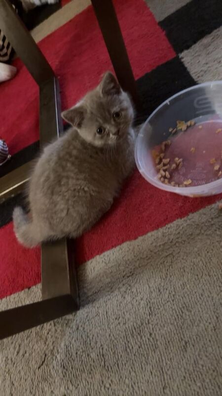 British Shorthair kittens for sale in Wigston, Leicestershire – 10 weeks old