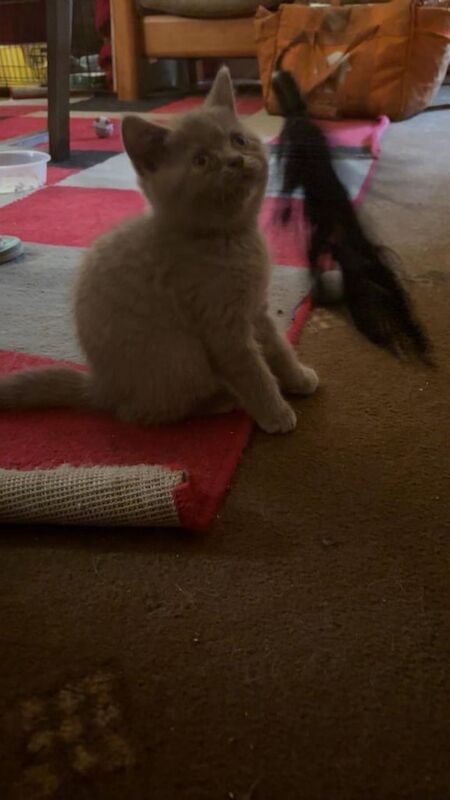 British Shorthair kittens for sale in Wigston, Leicestershire – 10 weeks old - Image 2 of 3