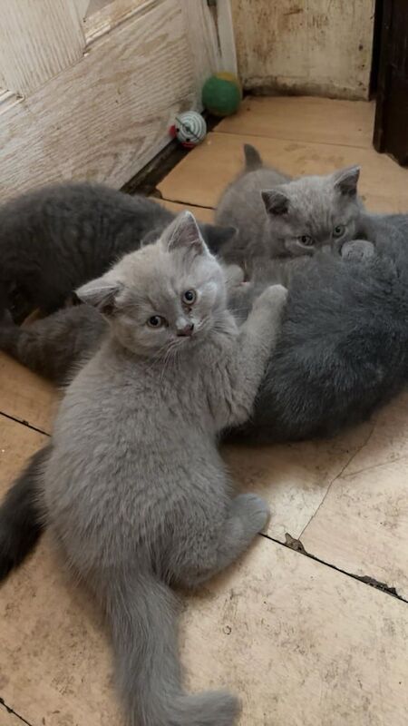 British Shorthair kittens for sale in Wigston, Leicestershire – 10 weeks old - Image 3 of 3