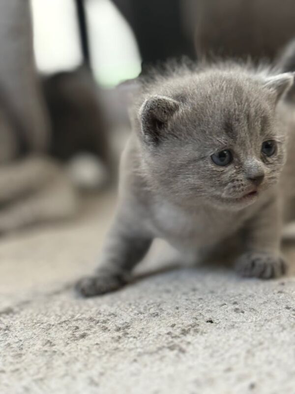British Shorthair kittens for sale in Dungannon, County Tyrone – 5 weeks old
