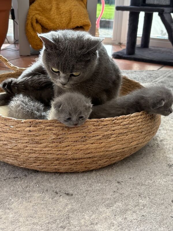 British Shorthair kittens for sale in Dungannon, County Tyrone – 5 weeks old - Image 2 of 3