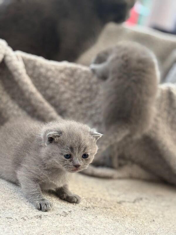 British Shorthair kittens for sale in Dungannon, County Tyrone – 5 weeks old - Image 3 of 3