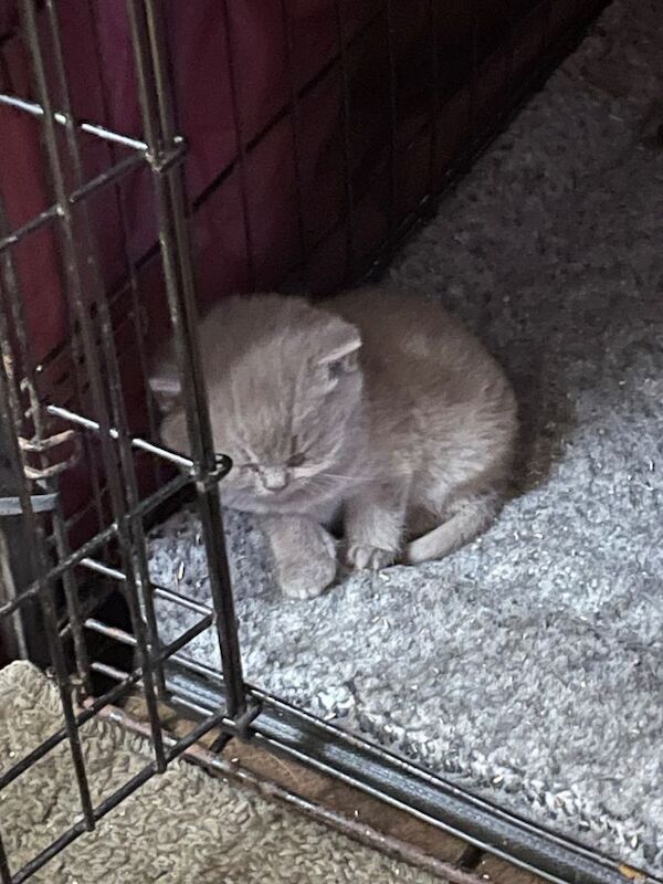 British Shorthair kittens for sale in Wigston, Leicestershire – 7 weeks old