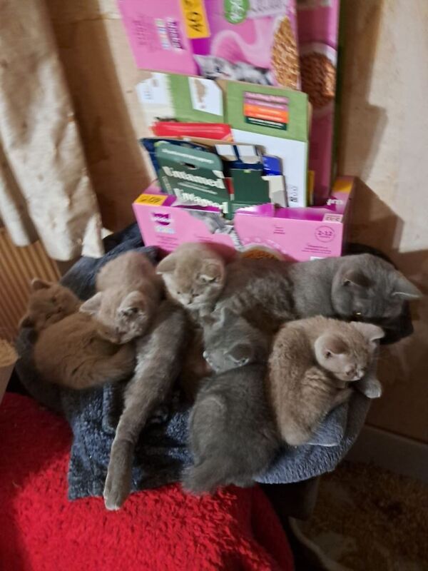 British Shorthair kittens for sale in Wigston, Leicestershire – 11 weeks old - Image 2 of 4