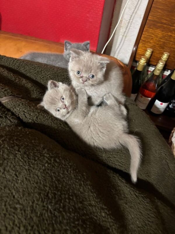 British Shorthair kittens for sale in Wigston, Leicestershire – 11 weeks old - Image 3 of 4