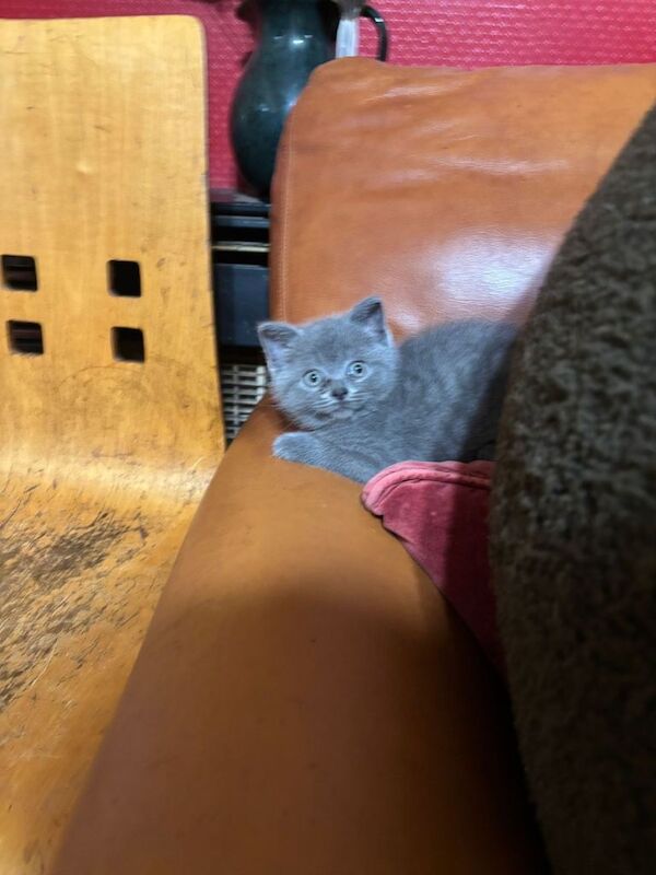 British Shorthair kittens for sale in Wigston, Leicestershire – 11 weeks old - Image 4 of 4