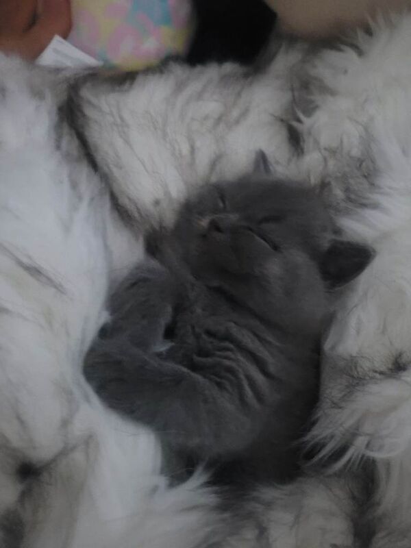 BSH kittens