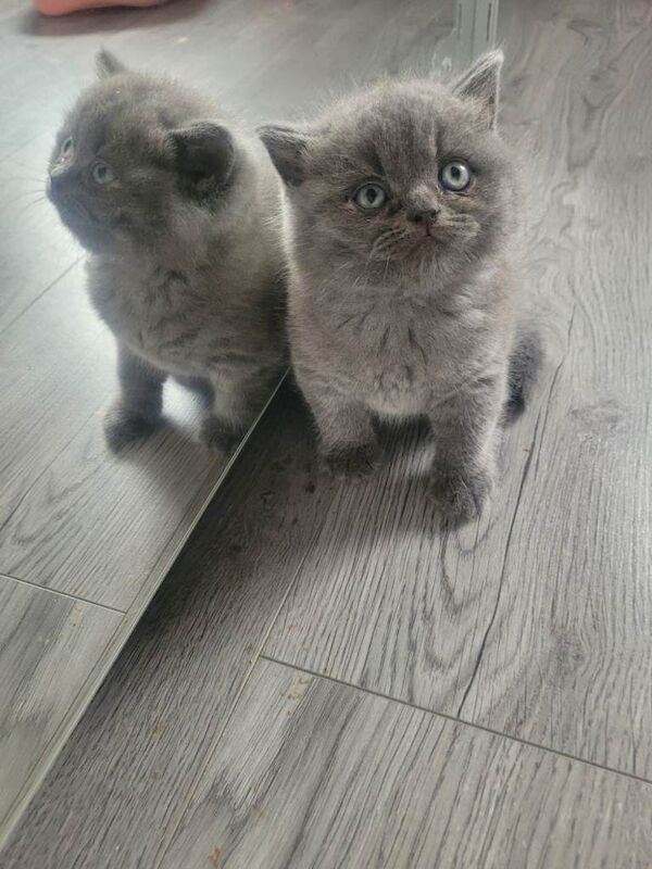 BSH kittens - Image 2 of 6