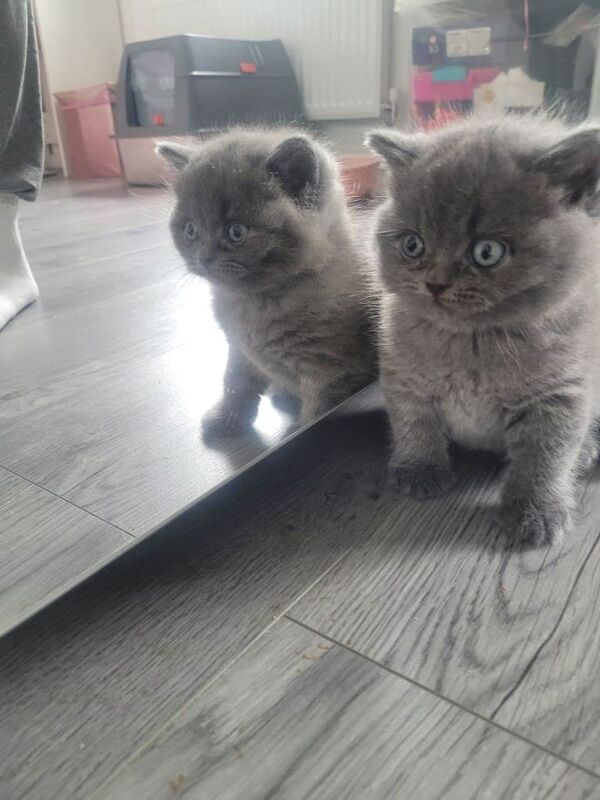 BSH kittens - Image 4 of 6