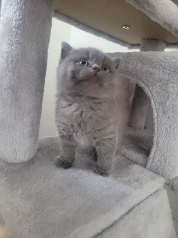 BSH kittens - Image 5 of 6