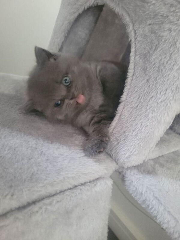 BSH kittens - Image 6 of 6