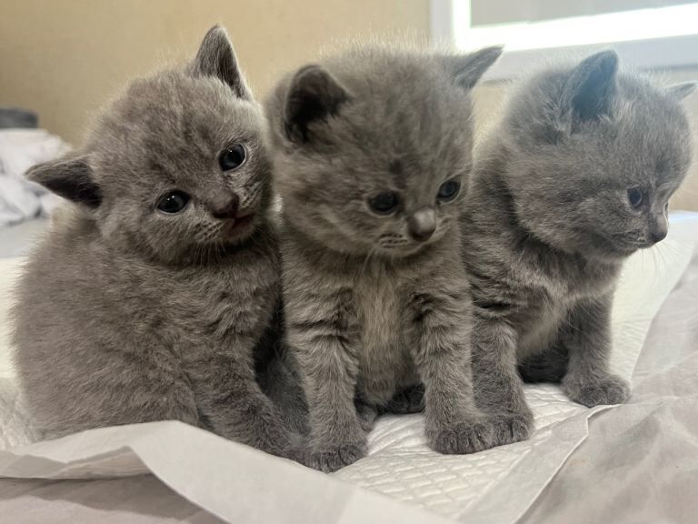 British Shorthair Kittens For Sale