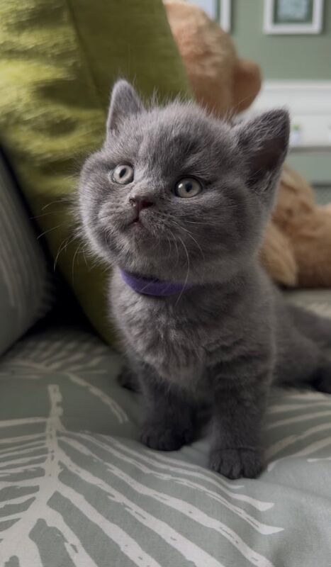 Bsh kittens for sale in South East London, London