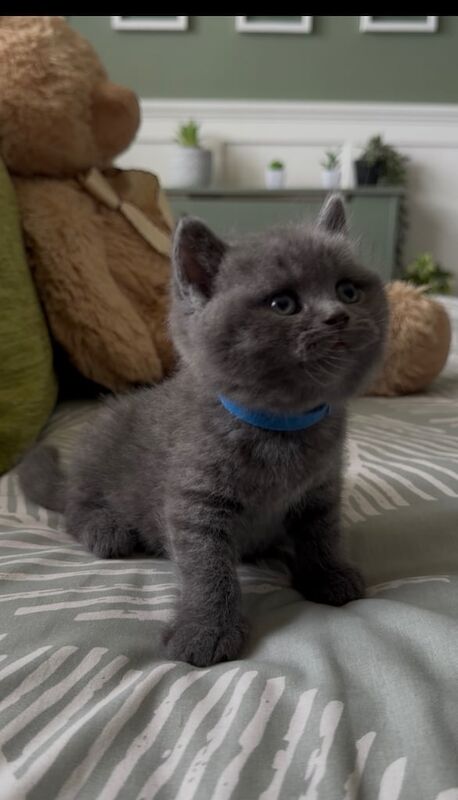 Bsh kittens for sale in South East London, London | Image 2